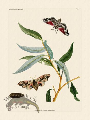 Wilkes Butterflies 014